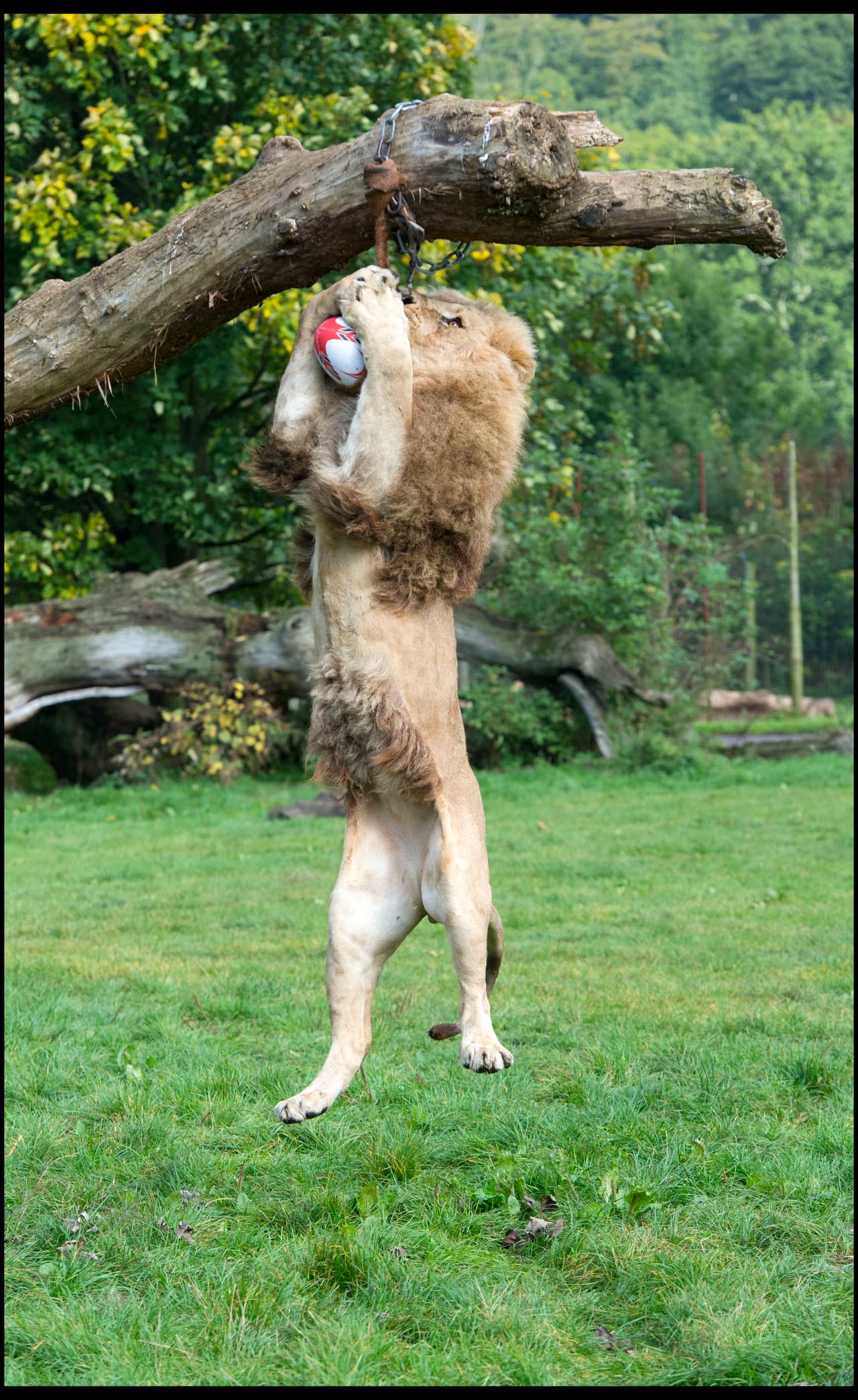 Ellos suspendieron un balón de un árbol cercano en su hábitat.