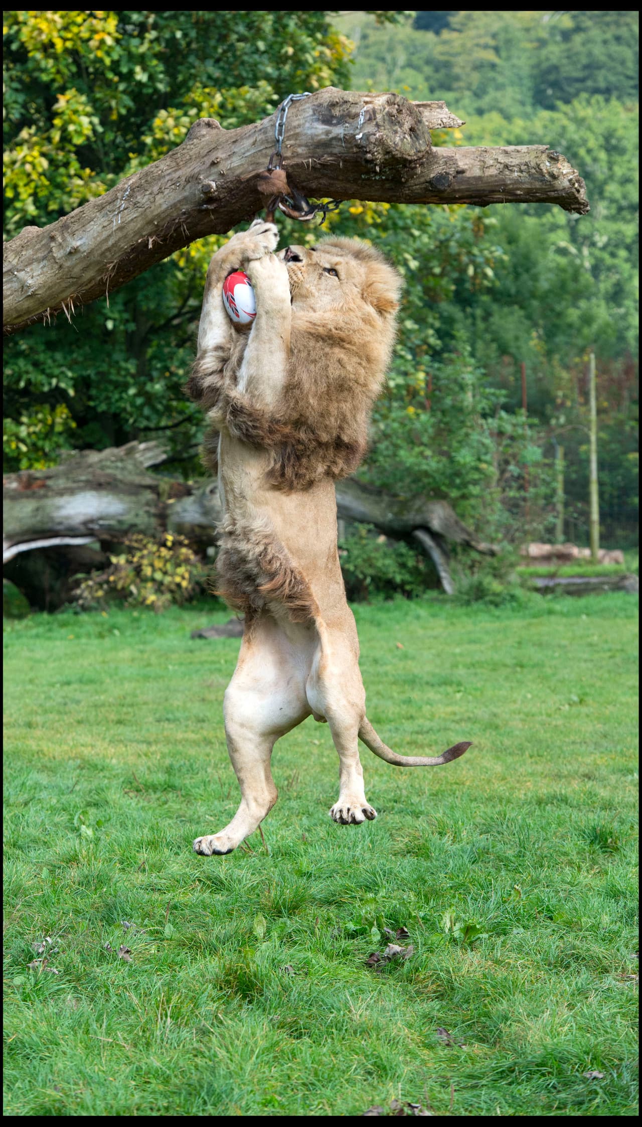 ‘Klaus’ es el nombre de esta asombrosa criatura.