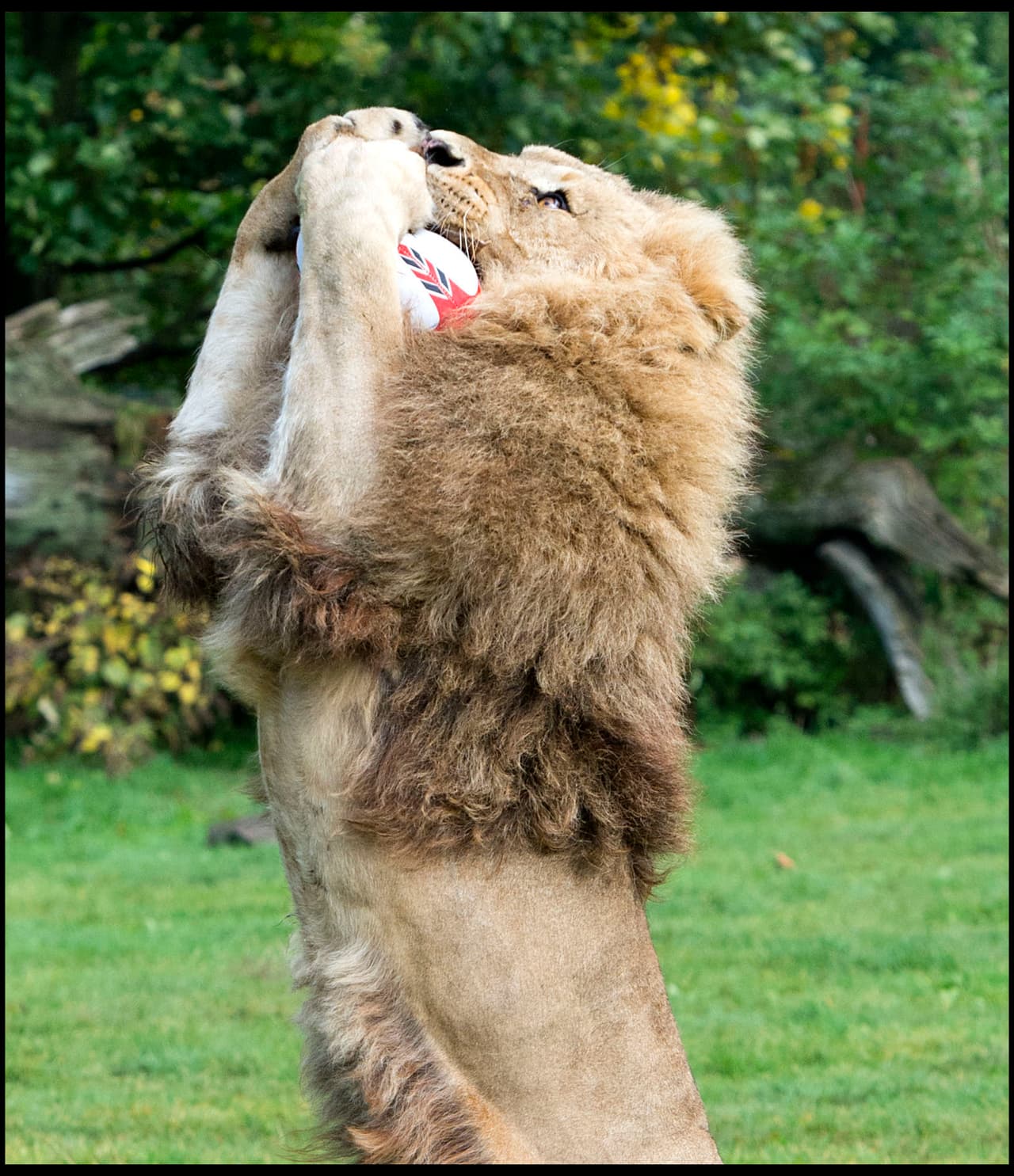 Los leones del Parque Longleat, en Inglaterra, exhibieron sus habilidades cuando el país tiene el enorme desafío de vencer a Wales.