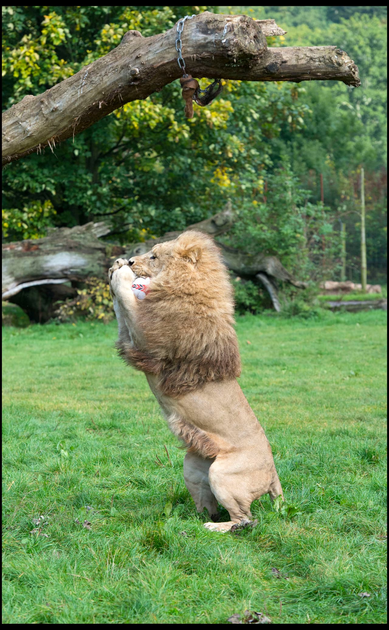 Este león mostró ante las cámaras sus habilidades para el rudo deporte.