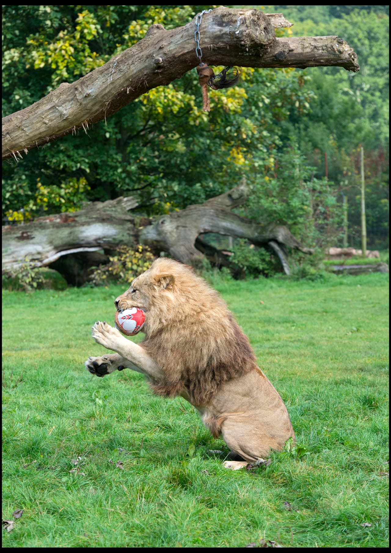Los astutos leones han trabajado duro para perfeccionar sus movimientos.