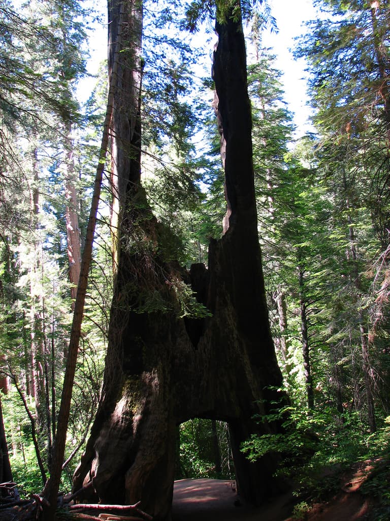 Esta secuoya ya no está viva tras sufrir un incendio, pero todavía está en pie y se puede visitar en Tuolumne Grove en el parque Yosemite.