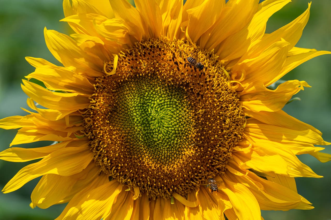 Traders Village, el enorme mercado al aire libre en el lado sur, suele albergar eventos temáticos que coinciden con las diferentes estaciones.