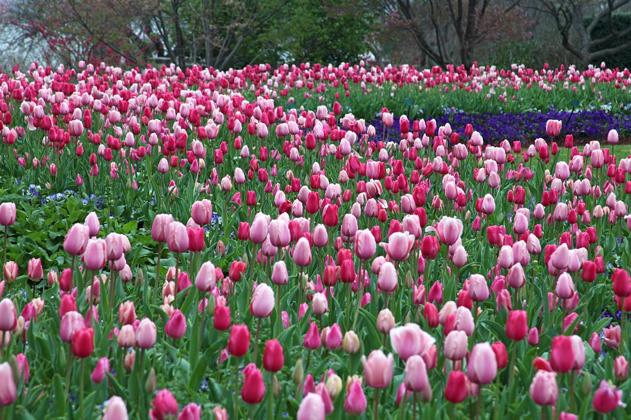 “La primavera es
<b>uno de los mejores momentos para recorrer el jardín </b>en plena floración, con mucho que ver y hacer”,dijo Jim Ryan, presidente de la junta de Dallas Arboretum.