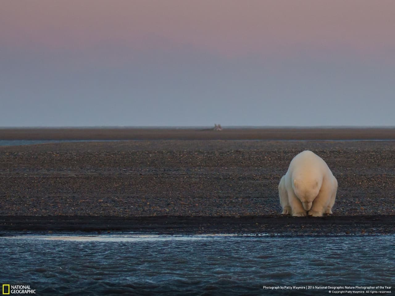 Este oso polar sentado frente a una playa de las Islas Barter 'esperando' por el hielo que este año ni se asoma se llevó una mención honorífica en la categoría de asuntos medioambientales. Fue tomada por Patty Waymire, quien contó a National Geographic que el inusualmente cálido invierno de este año podría tener un impacto en la población de osos de ese lugar.