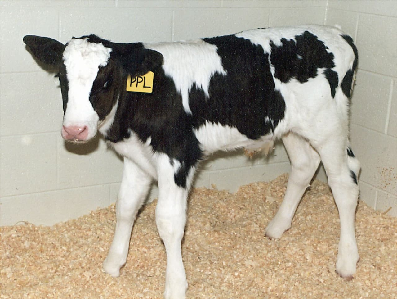 El ternero Mr. Jefferson fue clonado por el mismo equipo de Dolly.