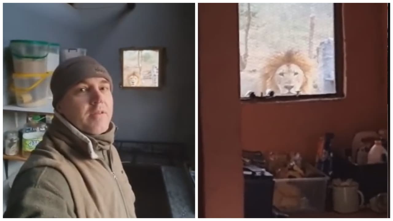 Explorador descubre león asomado en la ventana de su campamento: video asombró a TikTok
