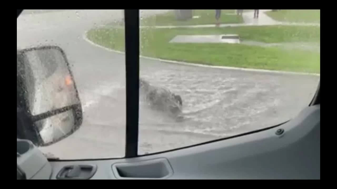En video: los cocodrilos de Florida ya caminan a otro nivel 
