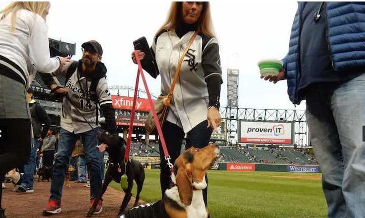 El próximo 'dog day' se celebrará en septiembre. Mes en el que la afición podrá llevar de nueva cuenta a su perro a disfrutar de un juego de béisbol.