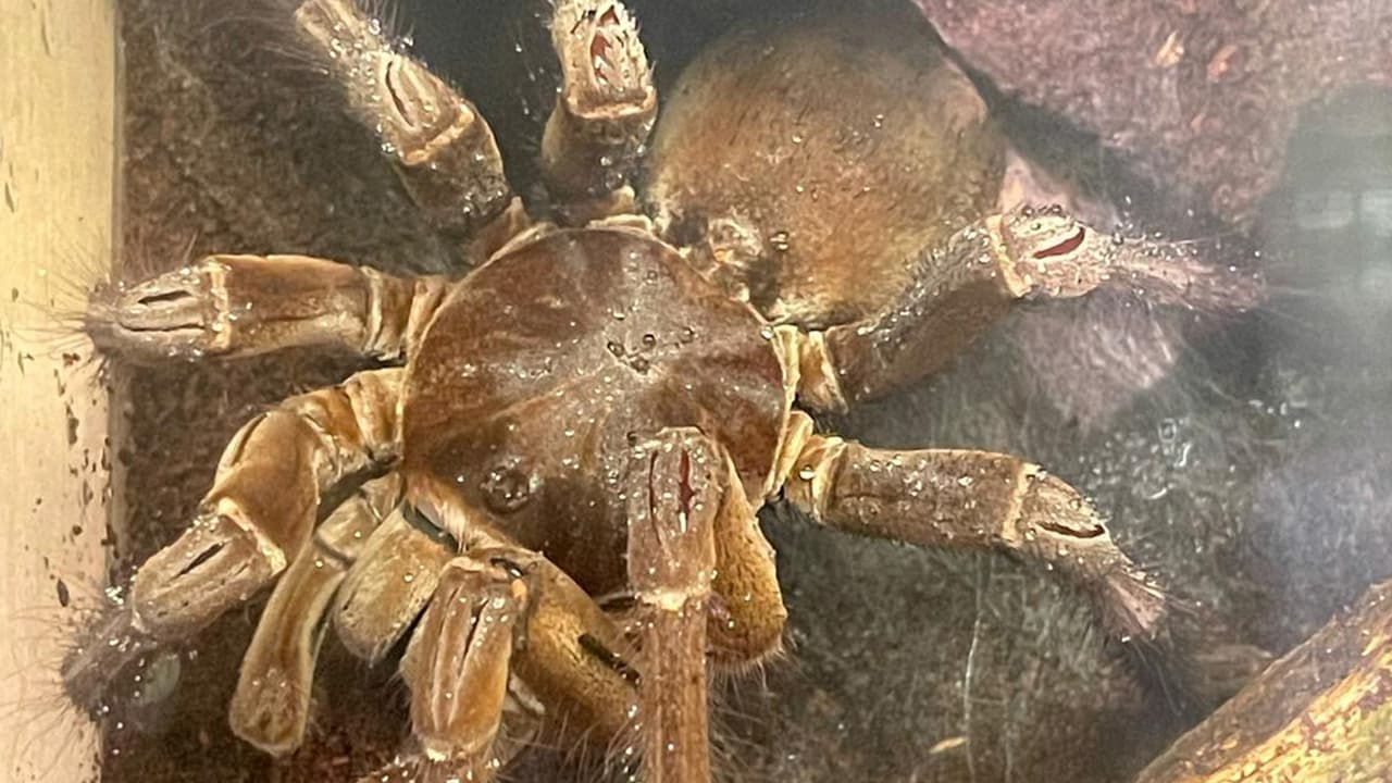 El Museo de Ciencias Naturales de Houston te llevará más allá de sus paredes para experimentar la 
<b><a href="https://www.hmns.org/exhibits/permanent-exhibitions/african-wildlife/" target="_blank">maravilla de la ciencia. </a></b>