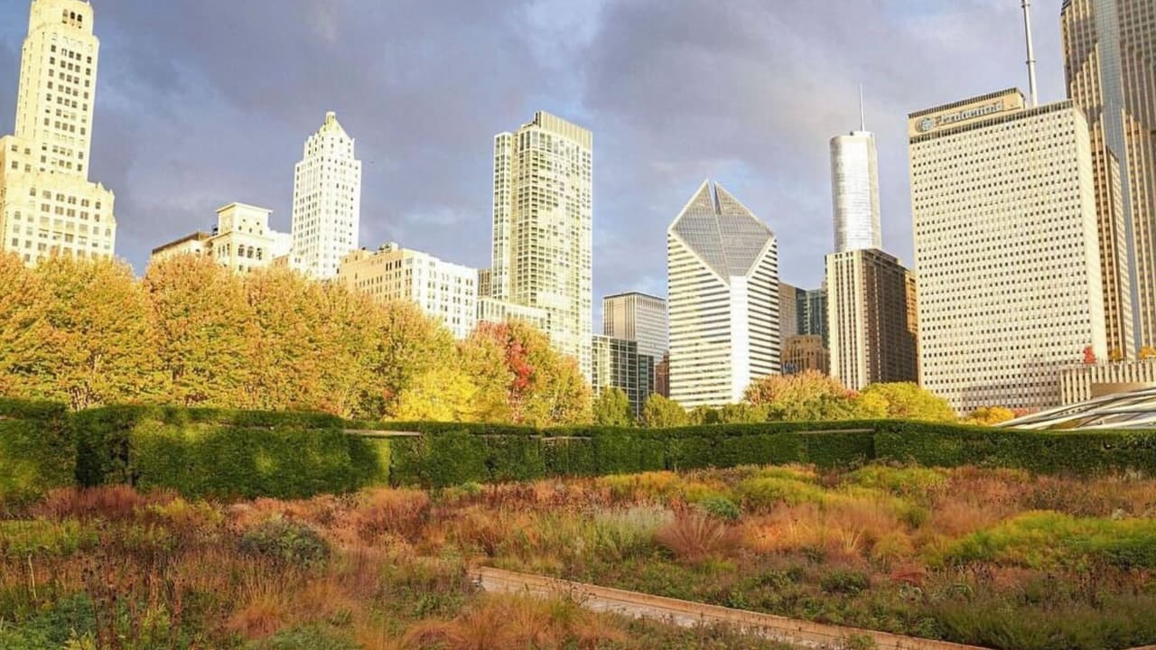 El 'Lurie Garden', cerca del Millenium Park, es un jardín con una gran variedad de plantas, algunas típicas del otoño. Incluso, puedes encontrar mariposas y pájaros que harán de tu experiencia un momento memorable.