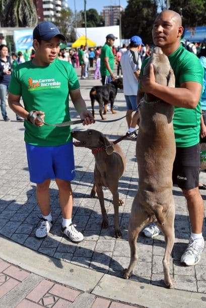 La donación que hicieron los dueños de los canes para que sus mascotas participaran, fue de 30 quetzales (unos $3.72). El total de las donaciones fue a la Asociación.