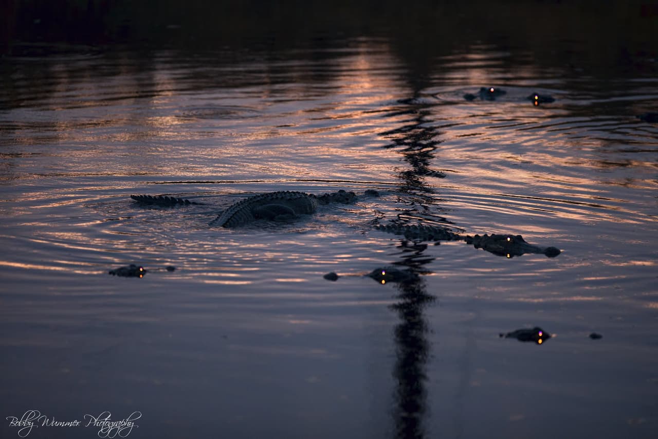 Wummer también dijo que usó un flash para resaltar los ojos de los caimanes que, como los de muchos animales nocturnos, tienen una capa reflectante especial que les ayuda a ver en aguas oscuras o turbias.