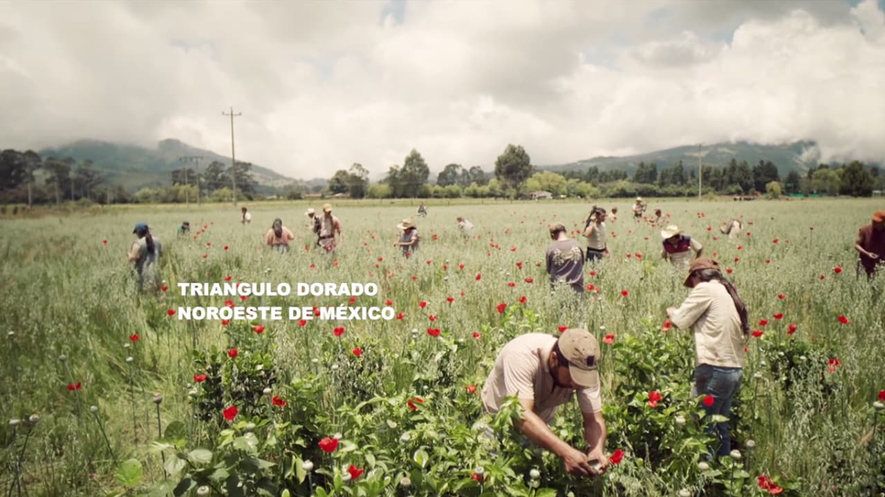 In the poppy fields of 
<b>‘Triángulo Dorado’</b>, the workers were watched by armed men who forced them to stay focused.