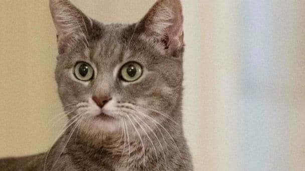 Aparentemente, la primera dama, Dra. Jill Biden, fue la impulsora de la adopción después de que Willow interrumpiera un discurso que estaba dando en una granja de Pensilvania durante la campaña del presidente Biden para 2020.