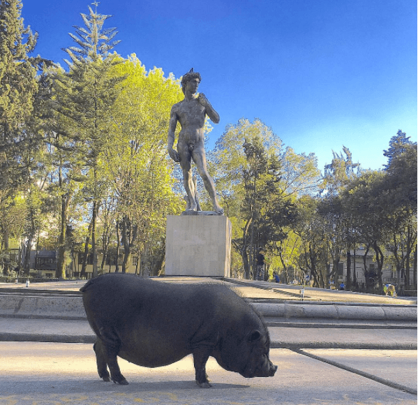 Es común verla dando un paseo por las calles de la Colonia Roma.