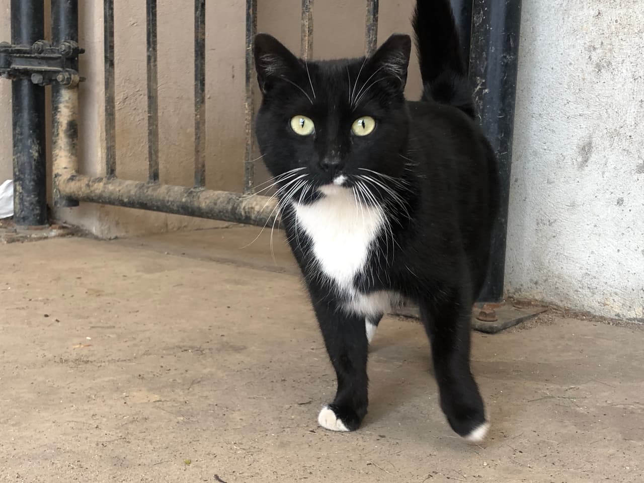 <b><a href="https://pets.thenest.com/people-own-cats-really-live-longer-10018.html" target="_blank">Tener un gato te alarga la vida</a></b>: Efectivamente, entre los beneficios de tener un gato destacamos que producen relajación y son grandes pilares para luchar contra el estrés. La paz que transmiten cuando duermen, el ronroneo que producen cuando les acariciamos o su suave tacto, propician a una 
<b>vida más tranquila y serena</b>, lo que repercute en una mayor longevidad.
<br>