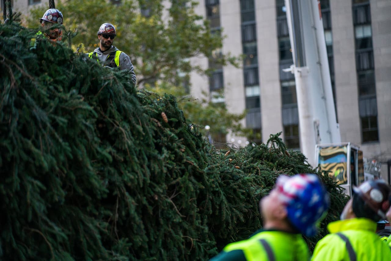 Los trabajadores quitan los amarres de cordel utilizados para asegurar las ramas antes de que una grúa levantara el árbol de Navidad del Rockefeller Center 2023