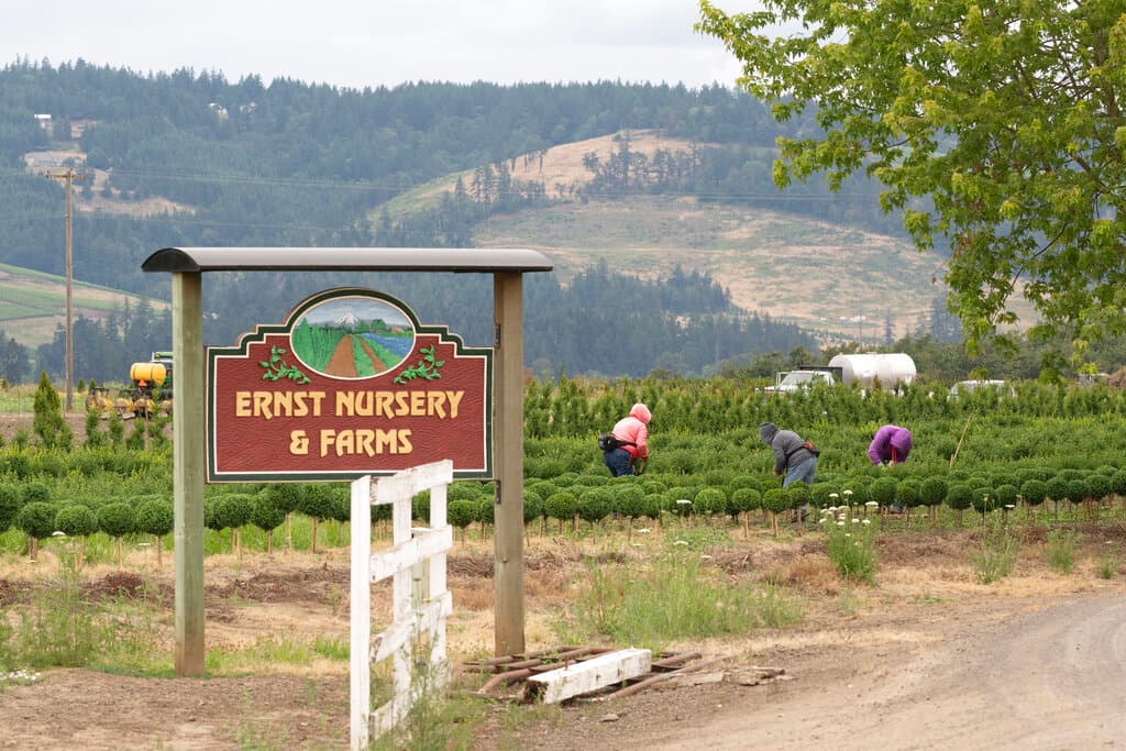 <b>6. Ernst Nursery and Farms,</b> San Paul, Oregon. En junuio de 2021 falleció en este lugar Sebastián Francisco Pérez, un inmigrante guatemalteco de 38 años, 
<a href="https://www.univision.com/shows/despierta-america/ola-de-calor-de-costa-a-costa-deja-un-saldo-mortal-y-temperaturas-record-video">producto de una ola de calor que alcanzó temperaturas de hasta 105 grados</a>.