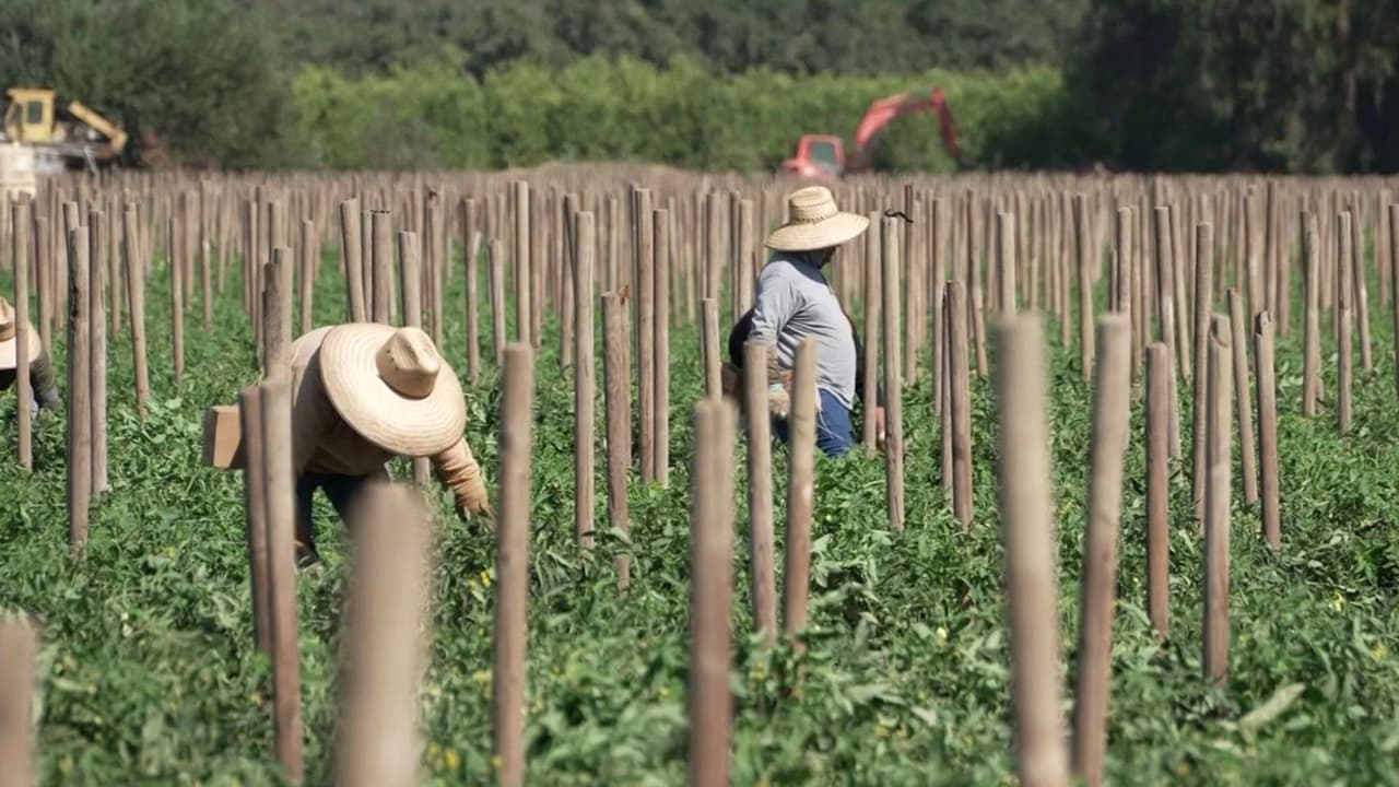 Trabajadores agrícolas reducen sus compras y la atención médica por temor a ICE