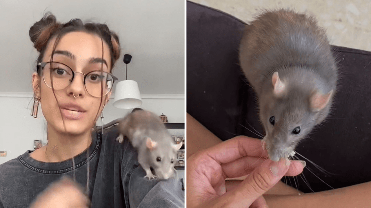 Joven adoptó una “rata de la basura” como mascota y llevó a TikTok del horror a la ternura