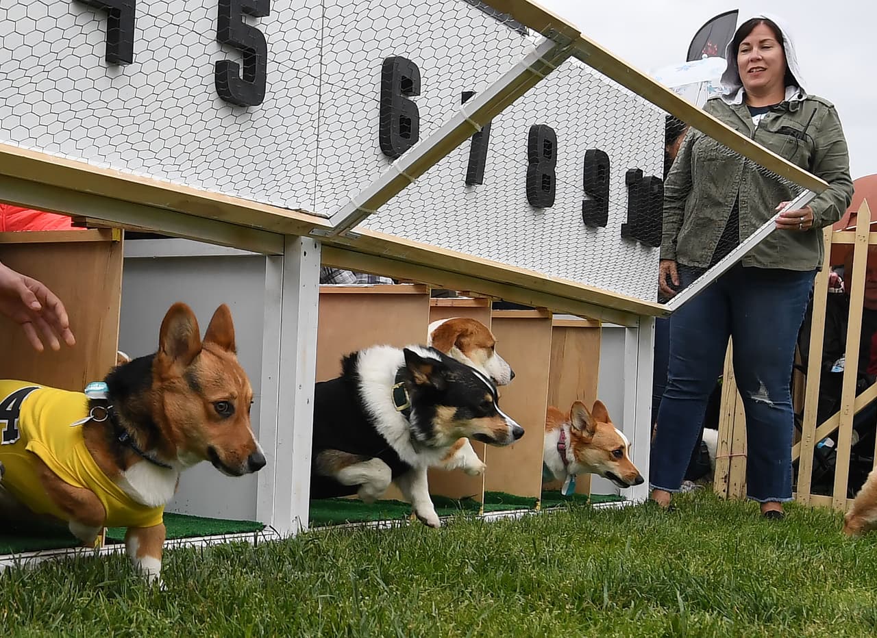 Las ganancias del evento se destinaron a beneficiar a Queen's Best Stumpy Dog Rescue, una organización sin fines de lucro con sede en el norte de Hollywood que rescata a los corgi con necesidades especiales.