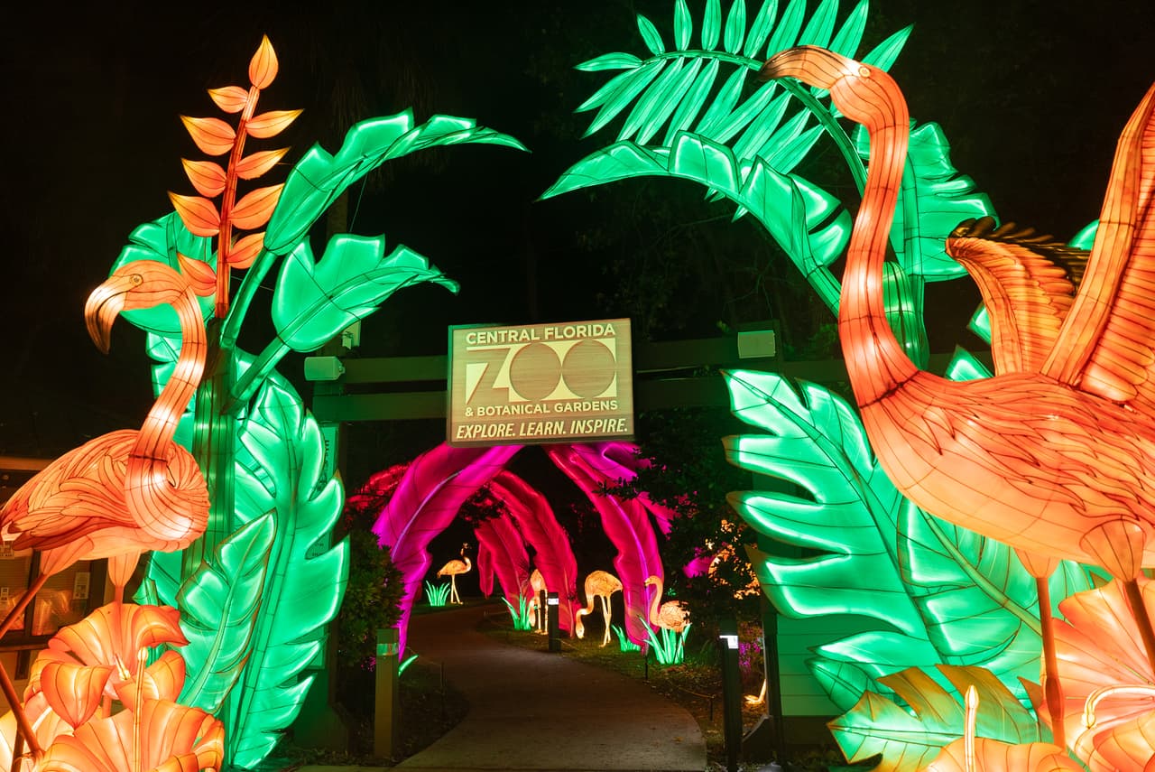 Disfruta las noches decembrinas en el Zoológico y Jardín Botánico de Florida Central, que presenta el Festival de Linternas Asiáticas 2023: Into the Wild, presentado por Publix.