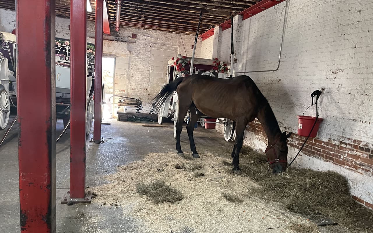 Jubilan a ‘Ryder’ el caballo de carruaje que colapsó por el calor en Nueva York