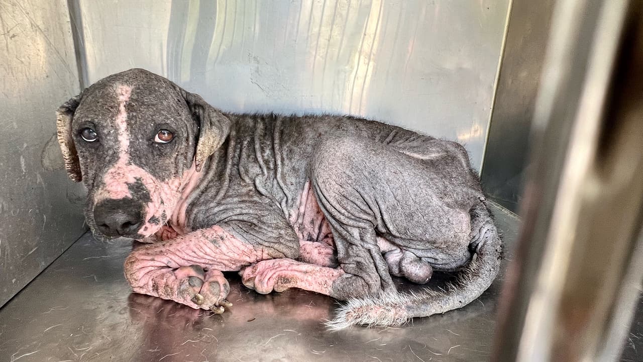 Los perros estaban gravemente desnutridos, algunos de ellos infestados de pulgas y garrapatas.