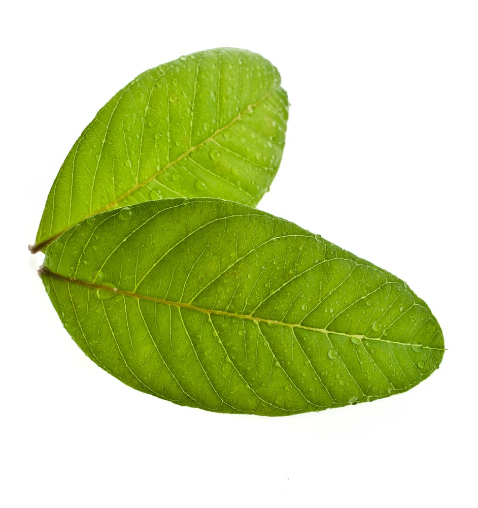 Los hombres que sufren de problemas en la próstata e incluso de cáncer de próstata pueden beneficiarse del consumo de té de hojas de guayaba también.