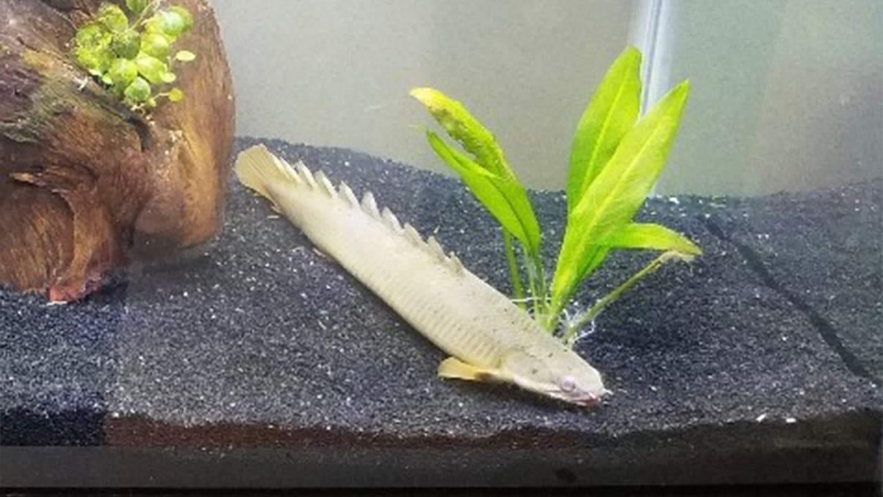 Algunos animales fueron encontrados muertos, mientras que los que sobrevivieron fueron llevados al Refugio de Animales BARC, para su cuidado.