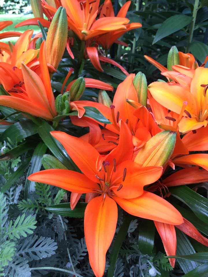 Era usada antiguamente como símbolo de poder y honor, y de pureza de cuerpo y alma, sobre todo en los escudos de las familias más poderosas. Hoy en día, es parte del emblema del movimiento Scout.