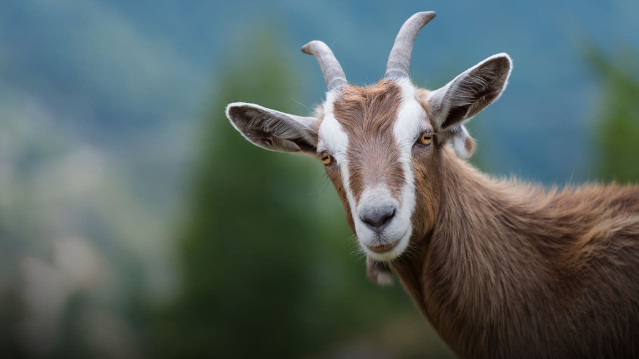 Las nuevas “brigadas” de mantenimiento en Dallas: más de 260 cabras limpian White Rock Lake