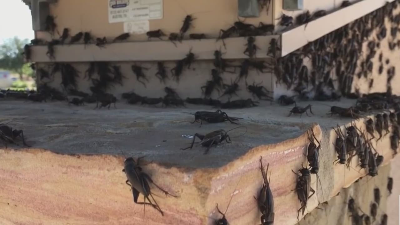 A esto se debe la presencia de tantos grillos en el centro de Texas 