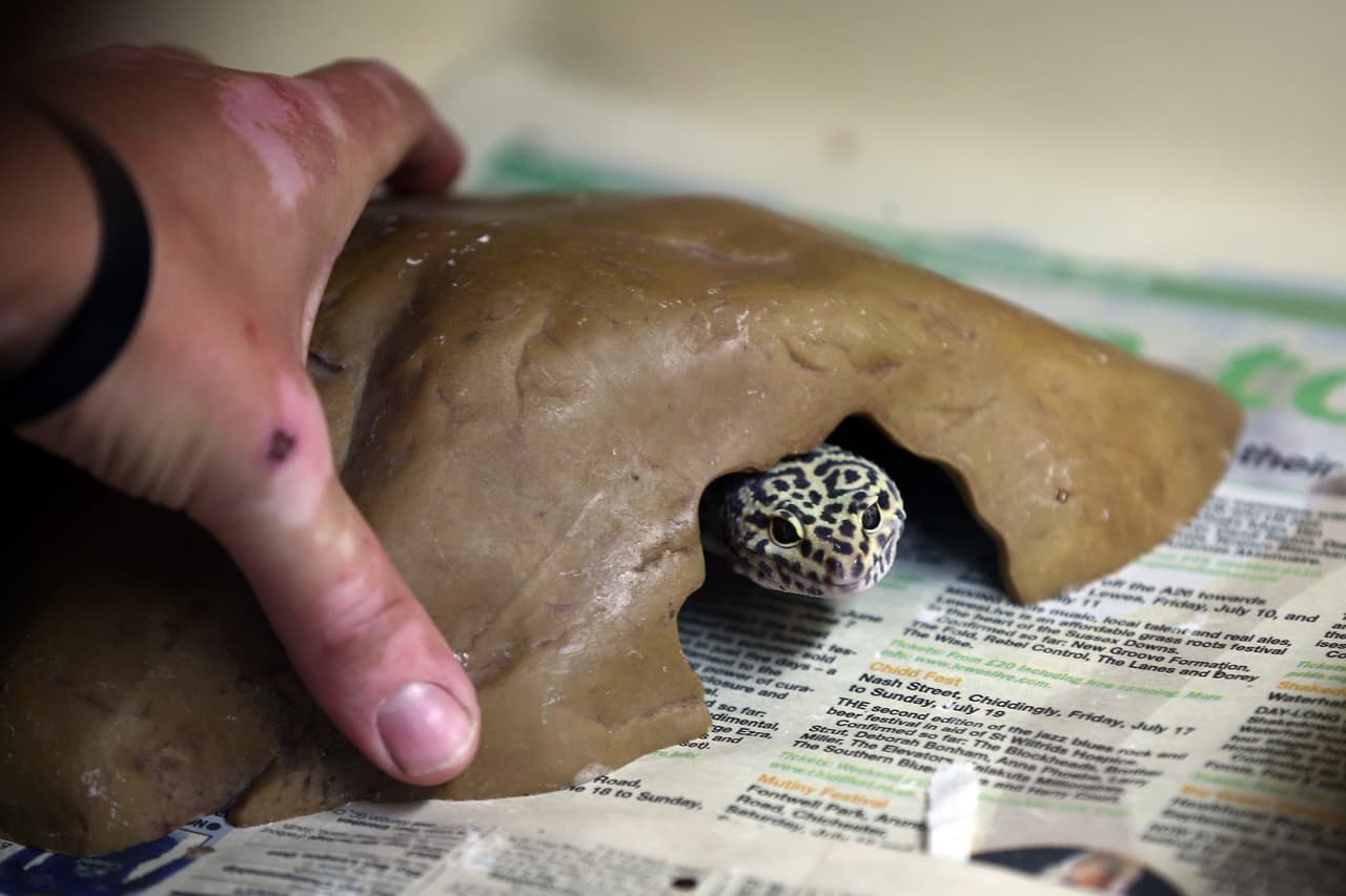 Hay animales que aún tienen un poco de miedo, pero poco a poco lo van superando, como este gecko leopardo.