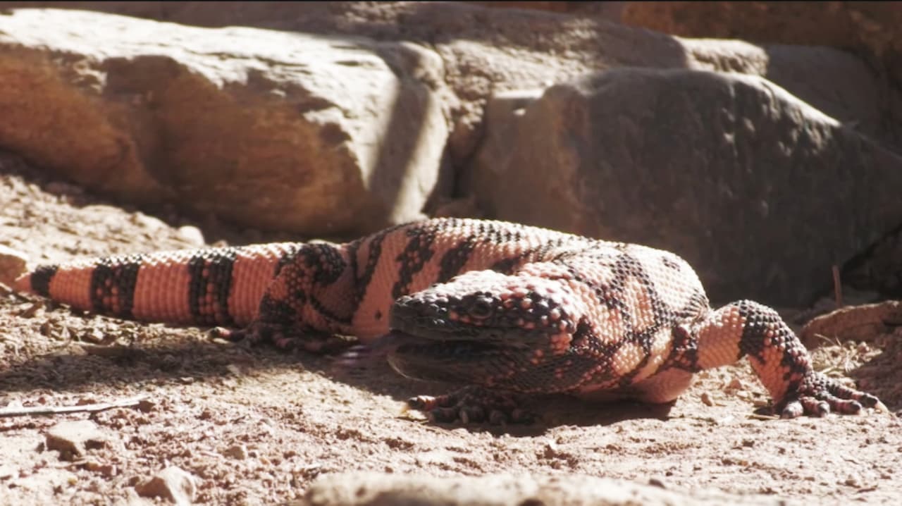 ¿Por qué se dice que el monstruo de Gila esconde el secreto de una vida más sana? Te decimos