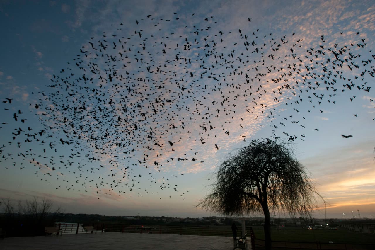 Texas apaga la luz: La campaña que busca proteger a las aves migratorias que pasan por el estado