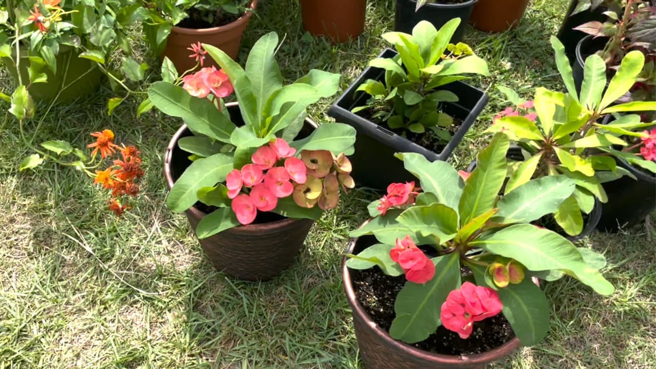 Estas plantas que se conocen comúnmente como
<b>Corona de Cristo</b>
<b>son de sol</b>. Si tienes una planta de estas lo que debes cuidar es que la maceta drene bien. Si la plantas
<b>debes cuidar de no encharcar su tierra </b>o sustrato cuando la riegas.