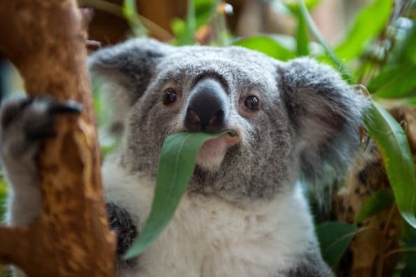 Koala
