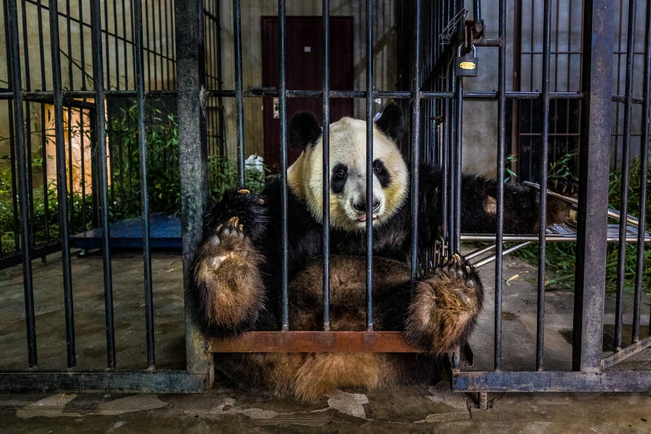 <b>‘Cautivo’</b>
<br>
<br>Un panda gigantesco en una institución de Shaanxi, China, primer lugar en la categoría ‘documental y fotoperiodismo’.
<br>
<br>“La cría en cautiverio de especies en peligro de extinción puede desempeñar un papel importante en la repoblación”, explicó el concurso. “En este caso, aunque no había duda de que el personal se preocupaba profundamente por los animales, la sensación era que los pandas eran activos económicos, no había planes para prepararlos para su liberación”, añadió.