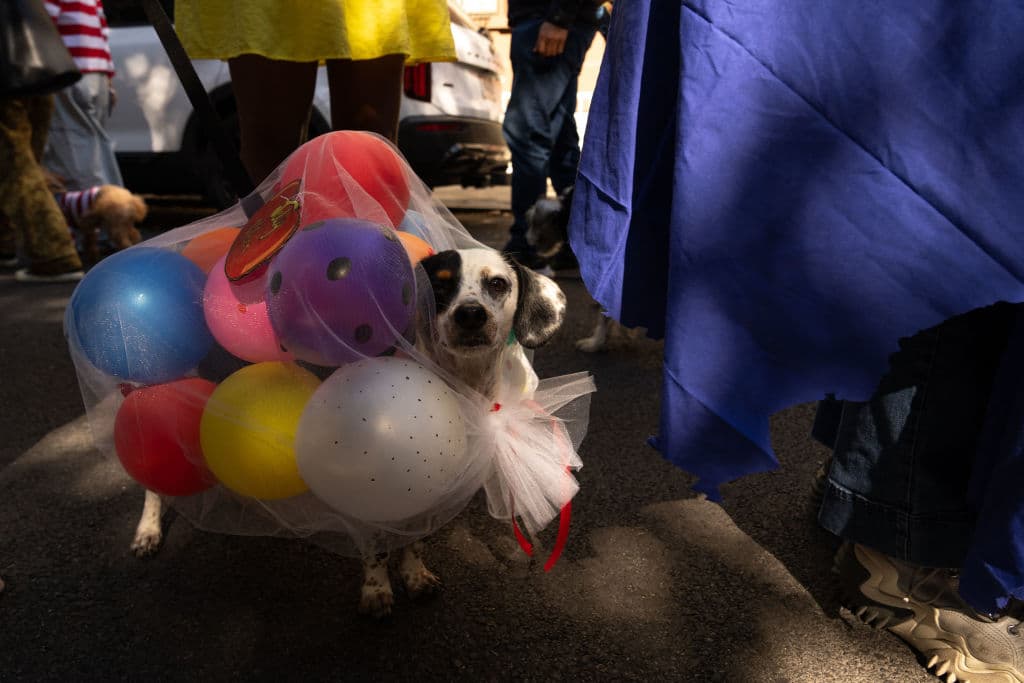 Con atuendos coloridos decenas de mascotas y sus dueños desfilaron por el East Village.
<br>