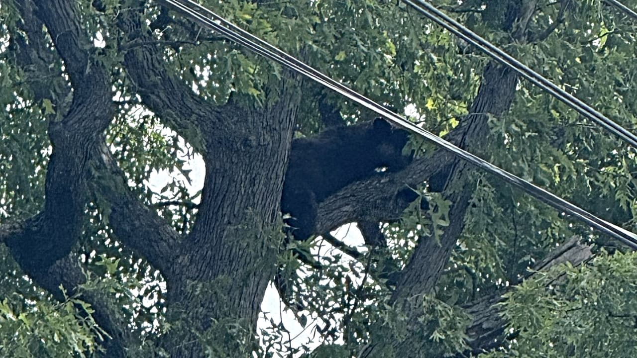 Un oso negro se acerca a un parque de juegos alarmando al condado Prince George