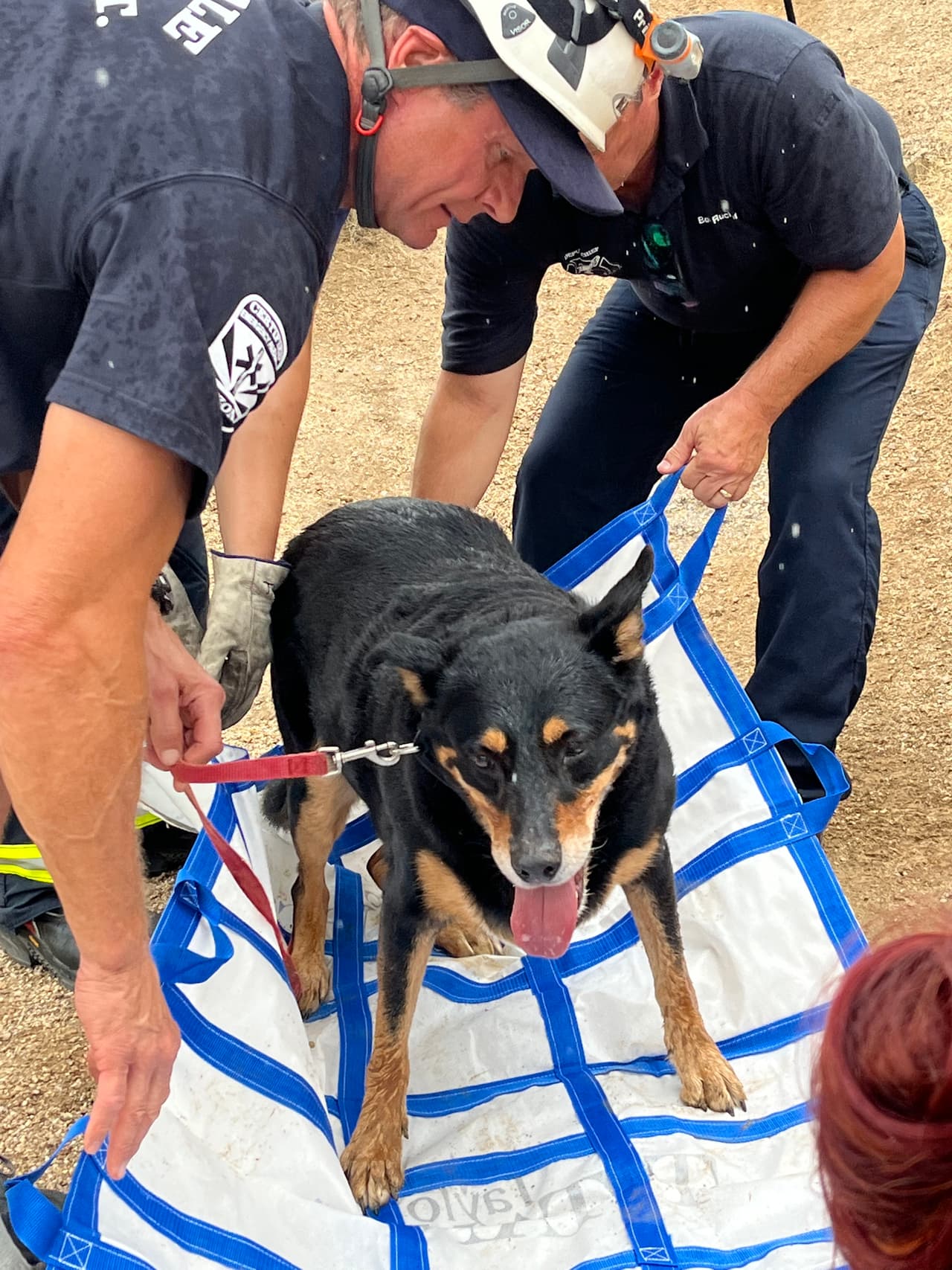 Este miércoles, alrededor de las 13:30 de la tarde, equipos de rescate técnico ayudaron a “Diego”, un perrito en Tom’s Thumb Trailhead.