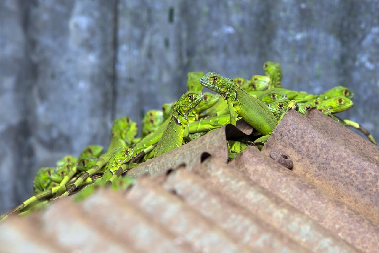 A la caza de la plaga de las iguanas en Puerto Rico