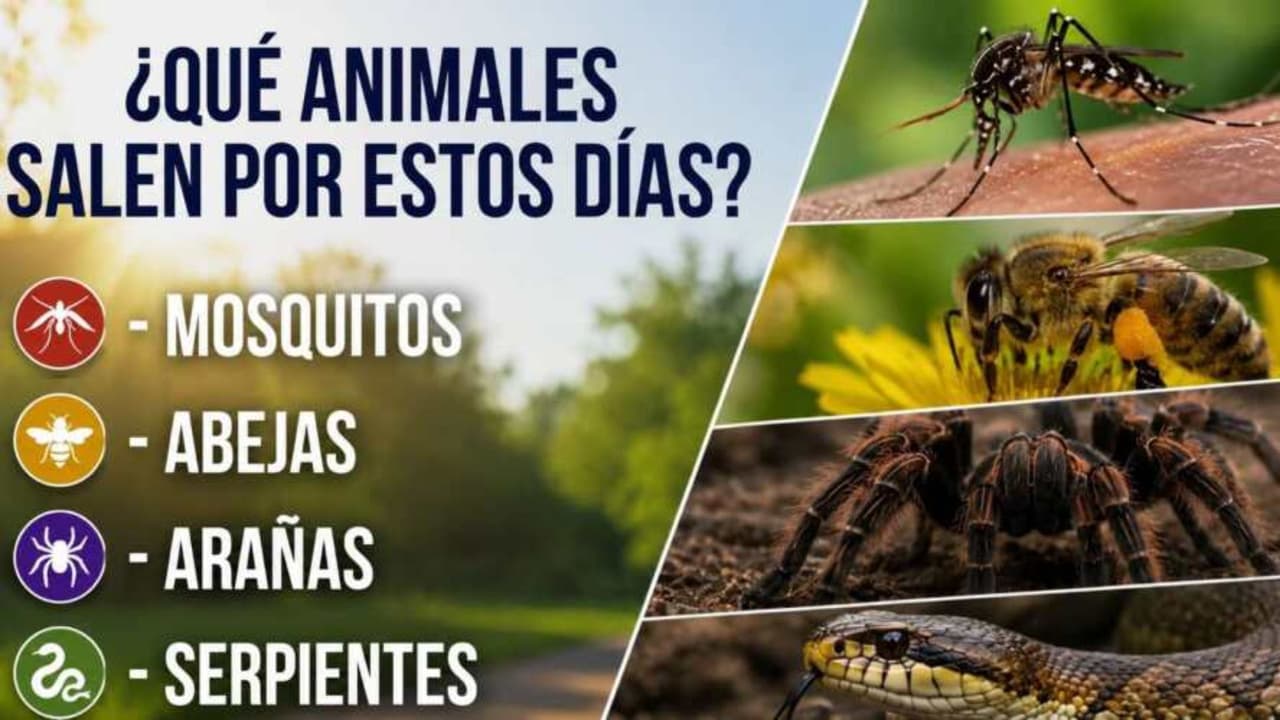 Expertos recomiendan eliminar agua estancada y mantener limpios patios y jardines para evitar la presencia de plagas y serpientes.
