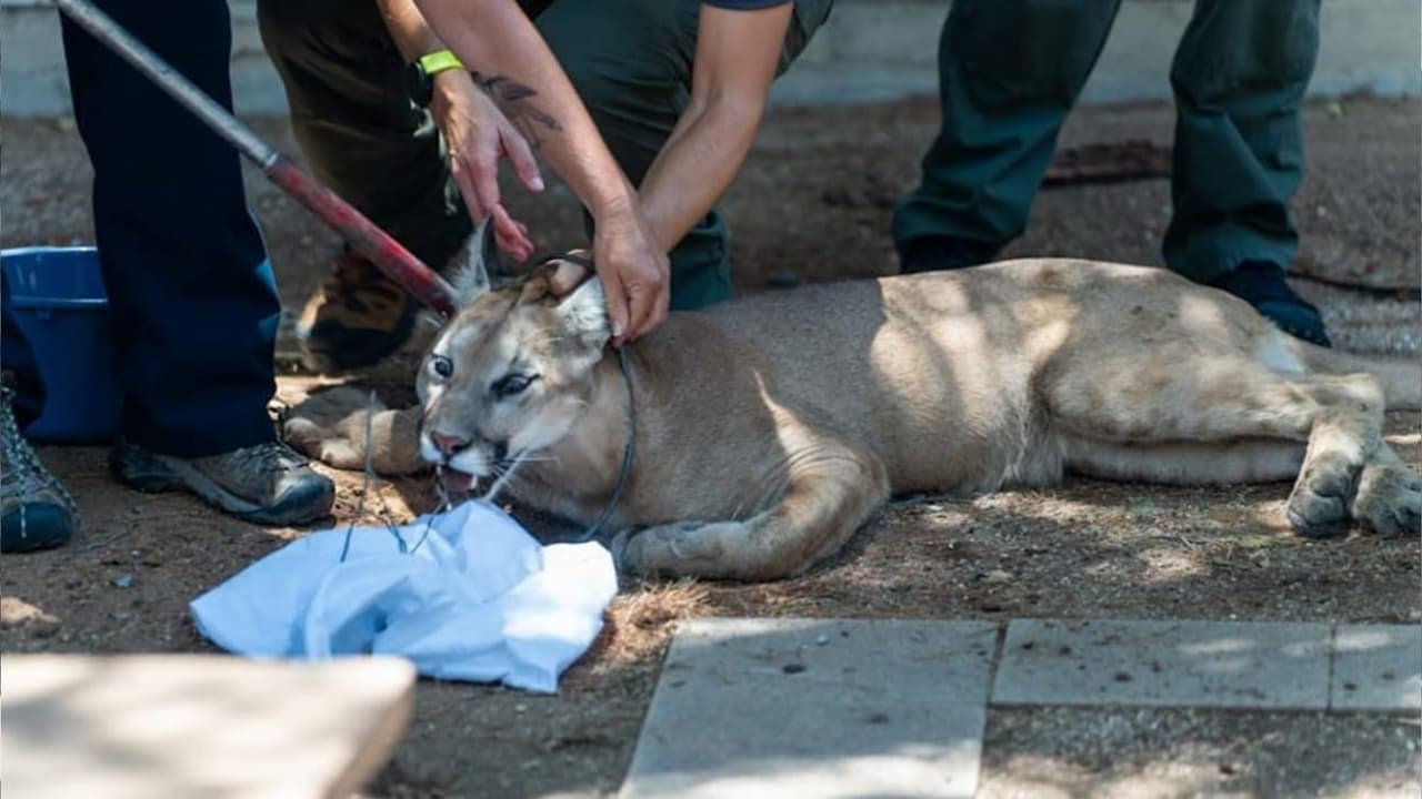 El Departamento de Policía de Tucson informó que lograron capturar a un puma que merodeaba por el Tucson Medical Center.