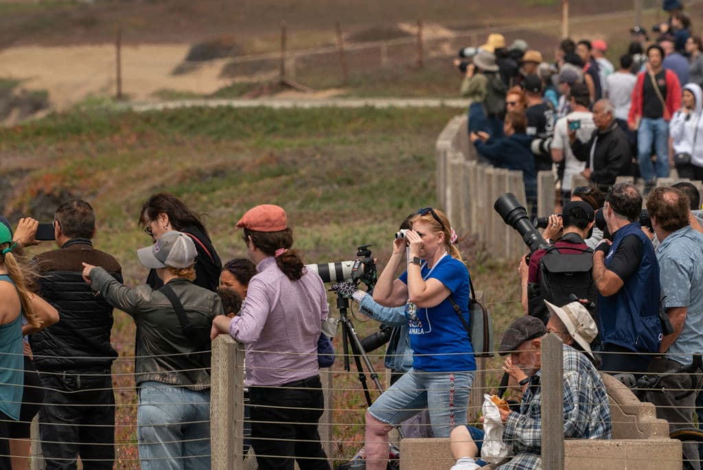 Observadores han tomado imágenes impresionantes de 
<b><a href="https://www.univision.com/noticias/estados-unidos/ballenas-jorobadas-macho-copulando-comportamiento-homosexual" target="_blank">las ballenas jorobadas</a></b> en estos días en la costa de Pacífica.