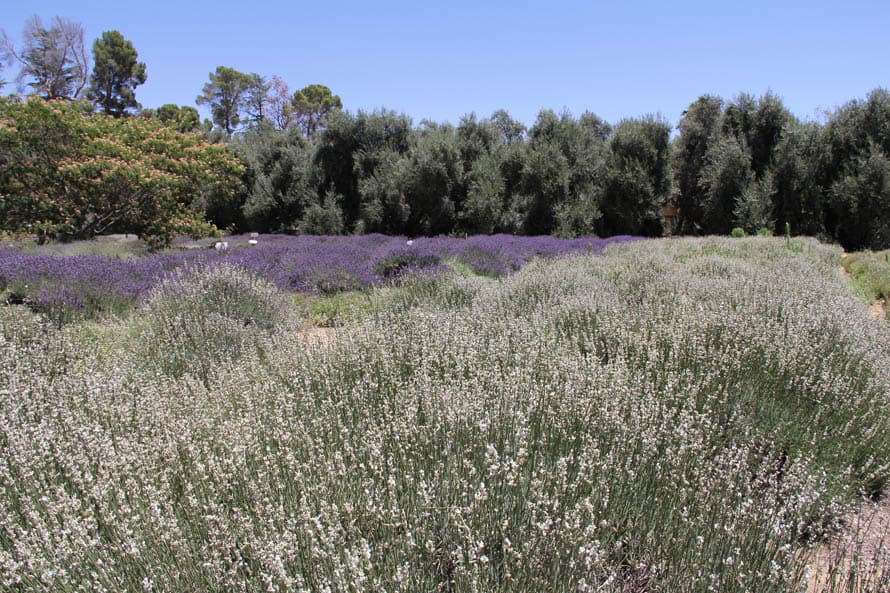 El reservorio de flores orgánicas es celosamente vigilado y si bien te puedes tomar todas las fotos que quieras, no debes arrancar ninguna flor de la propiedad.
