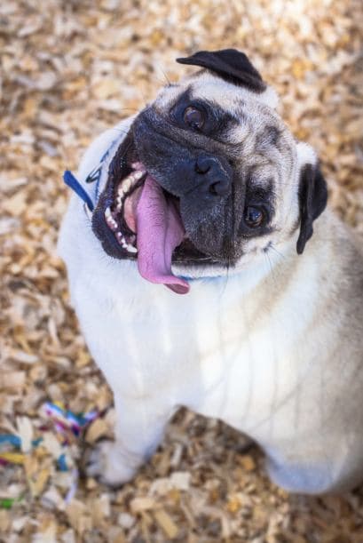 Pug. Les encanta estar rodeados de personas, son afectivos y enérgicos. No necesitan hacer mucho ejercicio y vivirían entre 12 y 14 años.