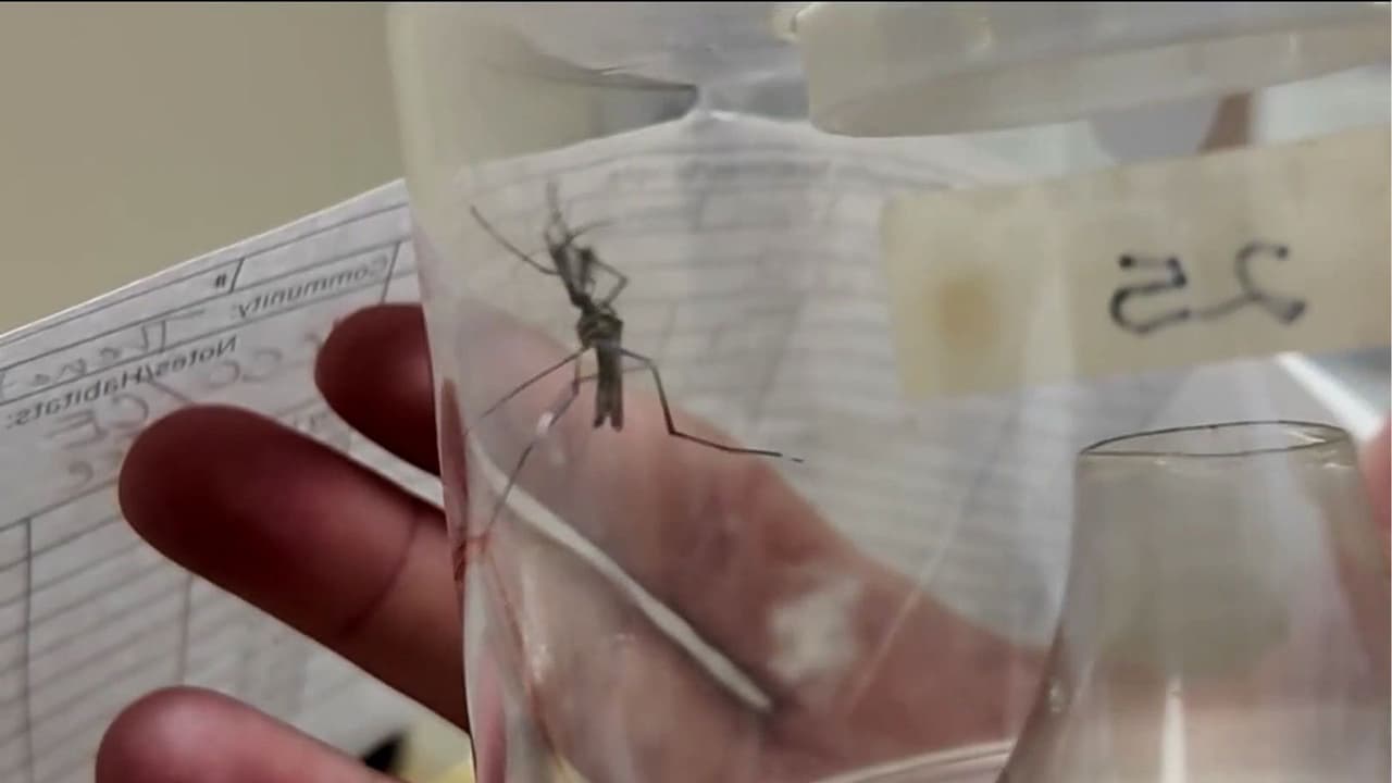 "Hay mosquitos por todos lados": Lluvias en la Bahía de Tampa aumentan la preocupación por transmisión del dengue